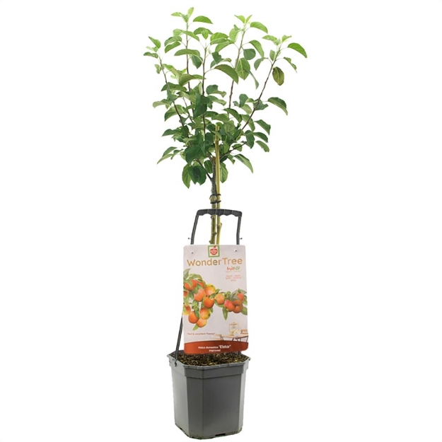 Image de Wonder Tree Elstar