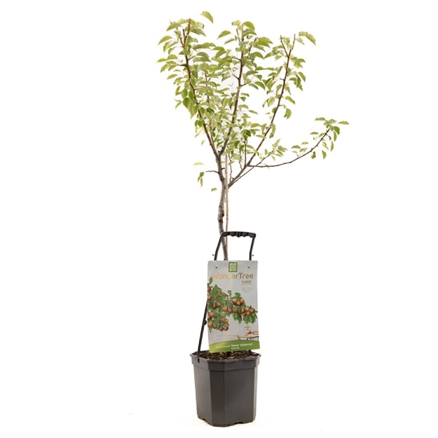 Image de Wonder Tree Gieser Wildeman