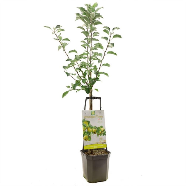 Image de Wonder Tree Glory ou Kapelle