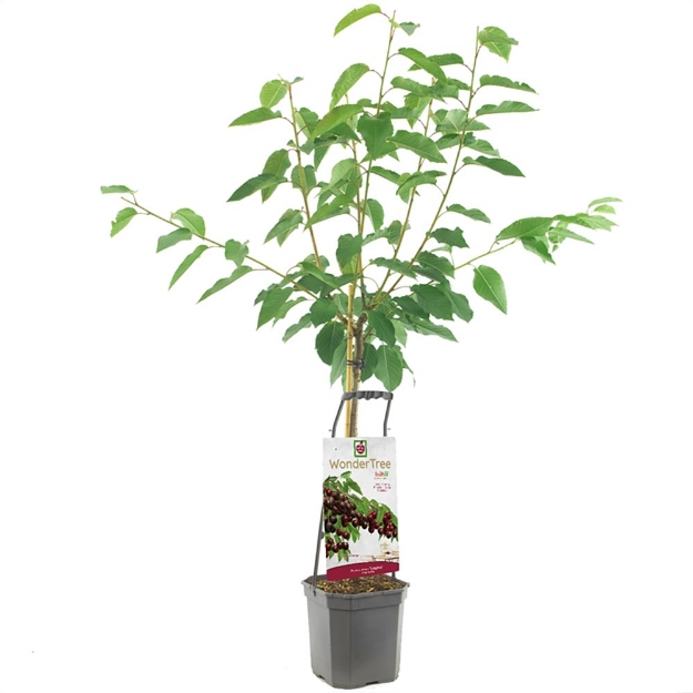 Image de Wonder Tree Lapins