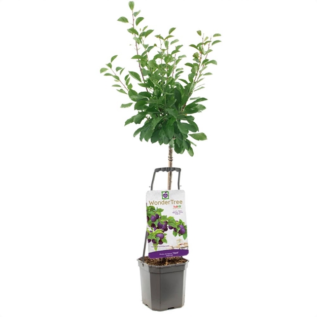 Image de Wonder Tree Opal