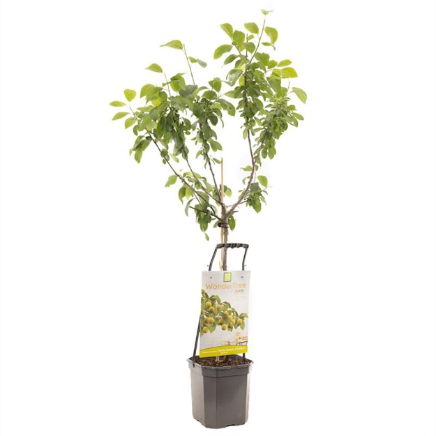 Image de Wonder Tree R-Cl. d'Oullins
