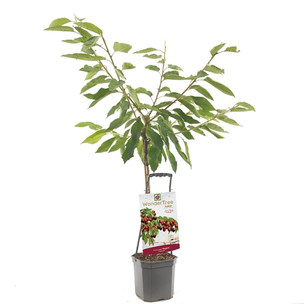 Image de Wonder Tree Regina