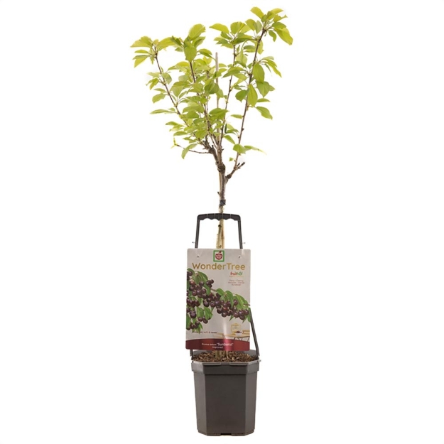Image de Wonder Tree Sunburst