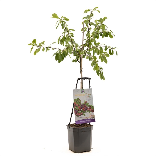 Image de Wonder Tree Victoria