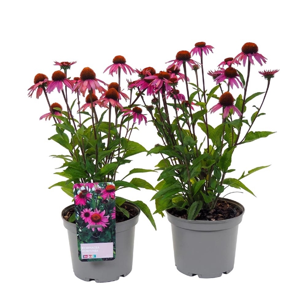 Image de Echinacea purpurea 'Moodz® Courage' - pot 19 cm