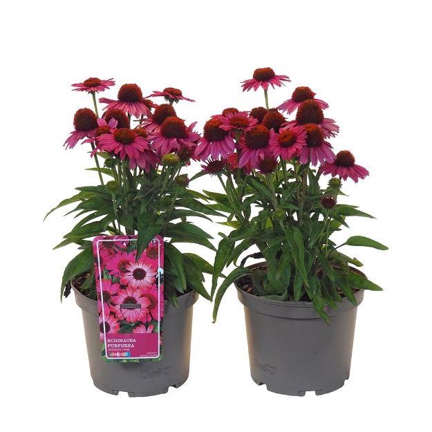 Image de Echinacea purpurea 'Moodz® Vanity' - pot 19 cm