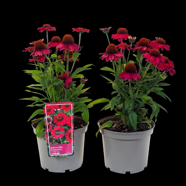 Image de Echinacea purpurea 'Moodz® Flirty' - pot 19 cm