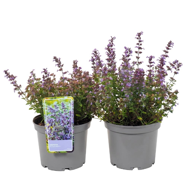 Image de Nepeta faassenii 'Pursian Blue'® - pot 19 cm