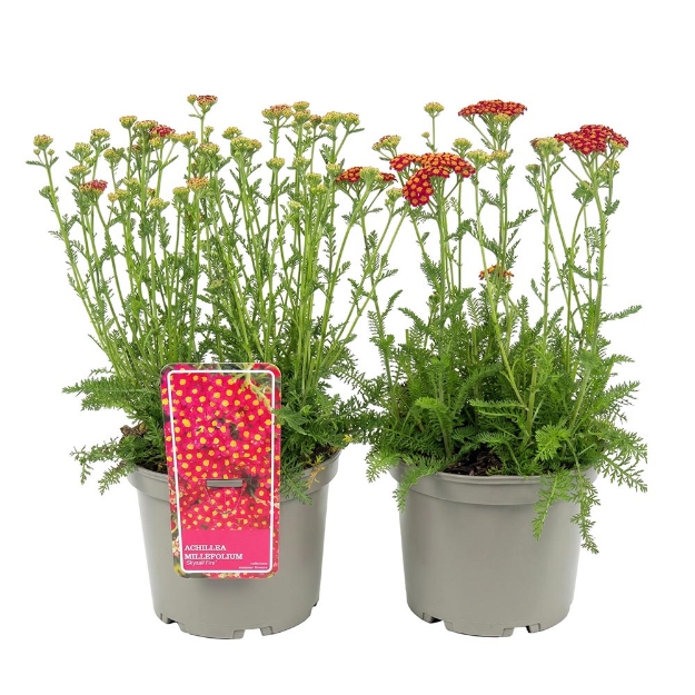 Image de Achillea millefolium 'Skysail Fire'® - pot 19 cm