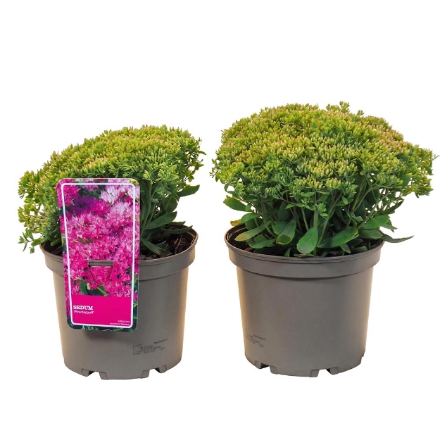 Image de Sedum 'Powderpuff'® - pot 19 cm