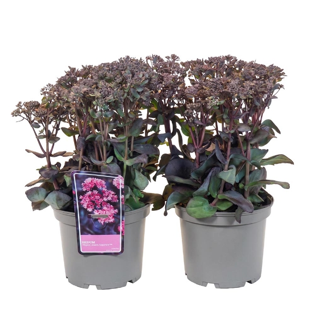 Image de Sedum 'Mojave Jewels Sapphire'® - pot 19 cm