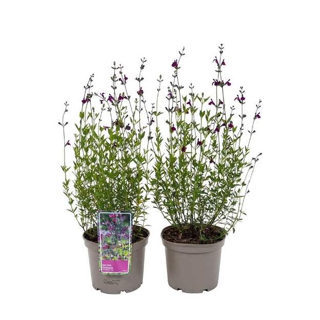 Image de Salvia greggii 'Amethyst Lips'® - pot 19 cm