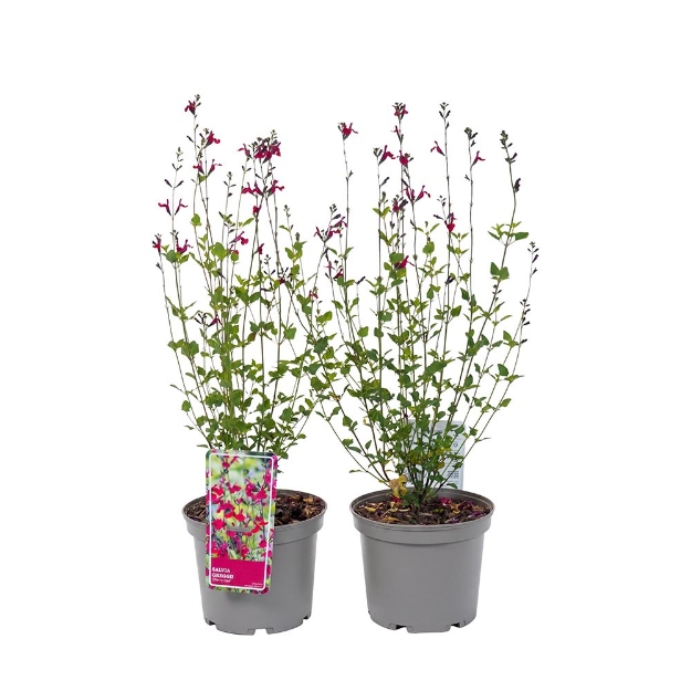 Image de Salvia greggii 'Cherry Lips'® - pot 19 cm