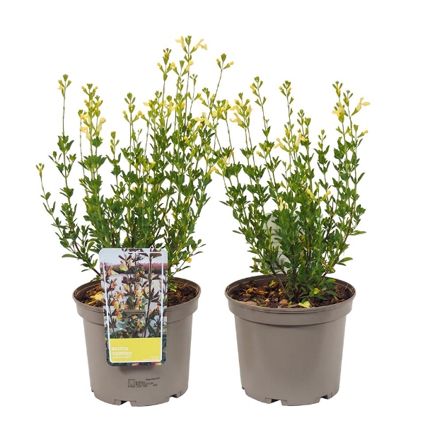 Image de Salvia greggii 'Lemon Light' - pot 19 cm