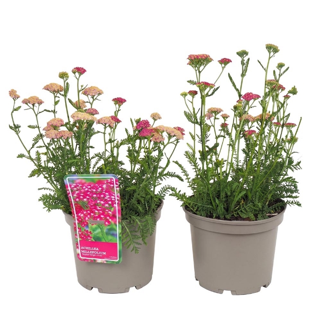 Image de Achillea millefolium 'Skysail Bright Pink'® - pot 19 cm