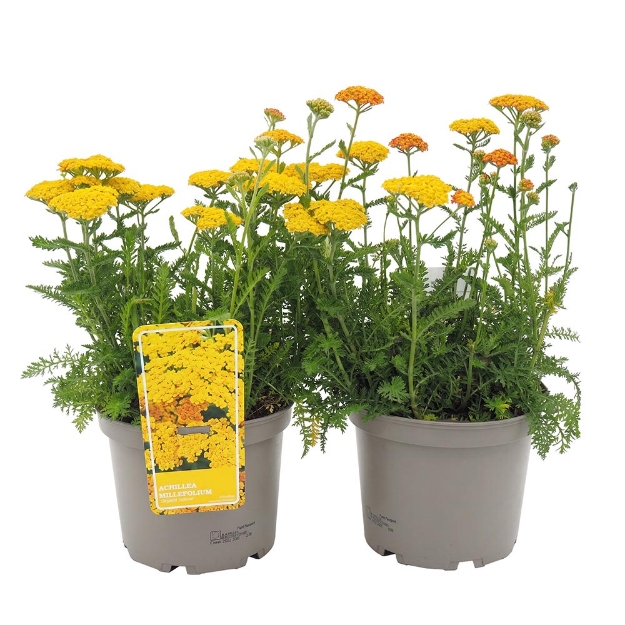 Image de Achillea millefolium 'Skysail Yellow'® - pot 19 cm