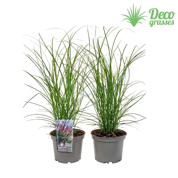Image de Miscanthus sinensis 'Red Zenith'® - pot 19 cm