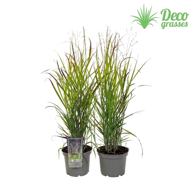 Image de Panicum virgatum 'Oxblood Autumn'® - pot 19 cm