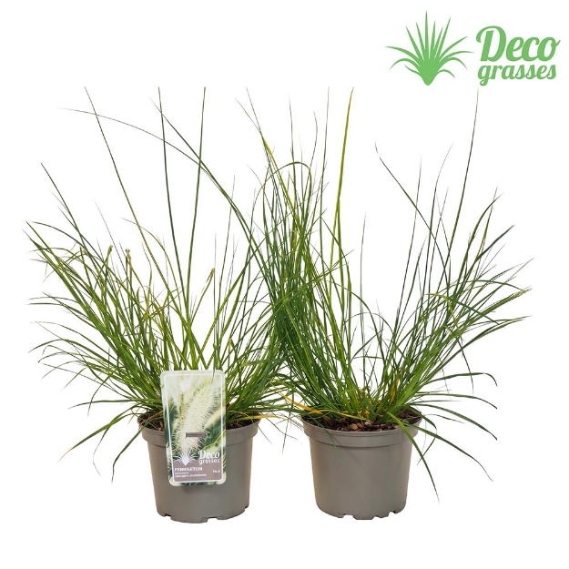 Image de Pennisetum alopecuroides 'Neon Lights'® - pot 19 cm