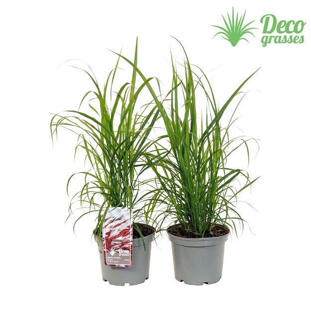 Image de Miscanthus sinensis 'Lady In Red' - pot 19 cm
