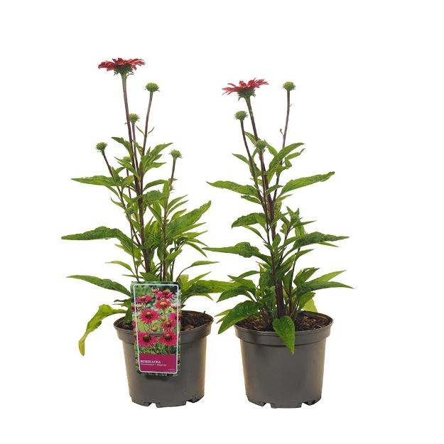 Image de Echinacea purpurea 'Sunsneekers™ magenta' - pot 19 cm