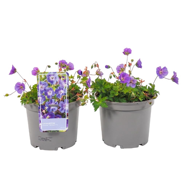 Image de Geranium 'Rozanne'® - pot 19 cm