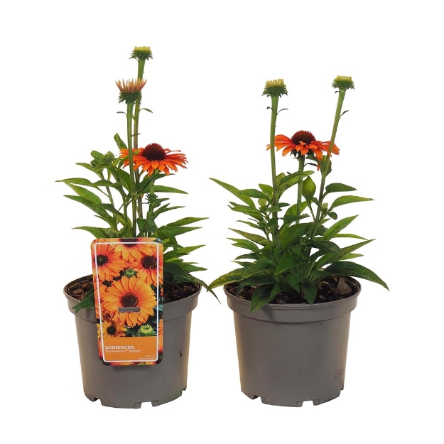 Image de Echinacea purpurea 'Sunsneekers Mineola' - pot 19 cm
