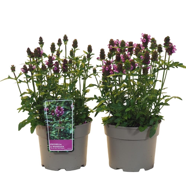 Image de Prunella hybrida 'Gruss aus Isernhagen' - pot 19 cm