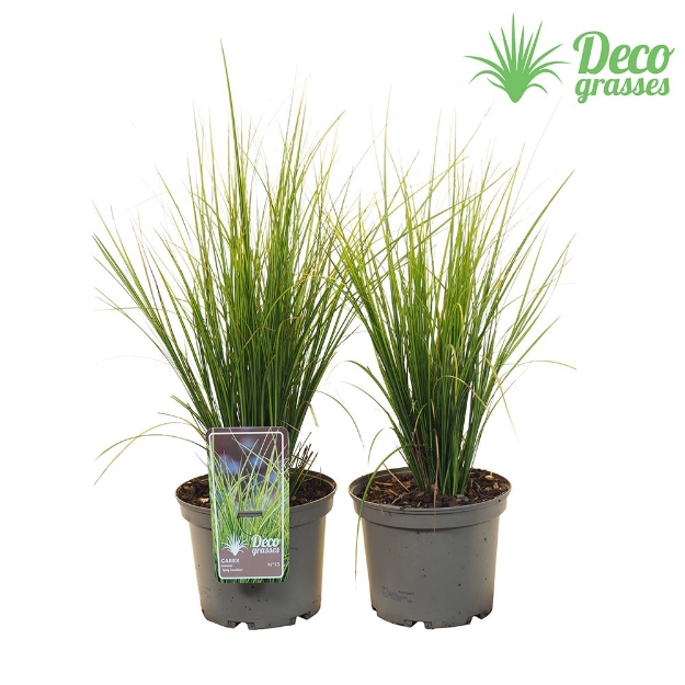 Image de Carex brunea 'Lady Sunshine' - pot 19 cm
