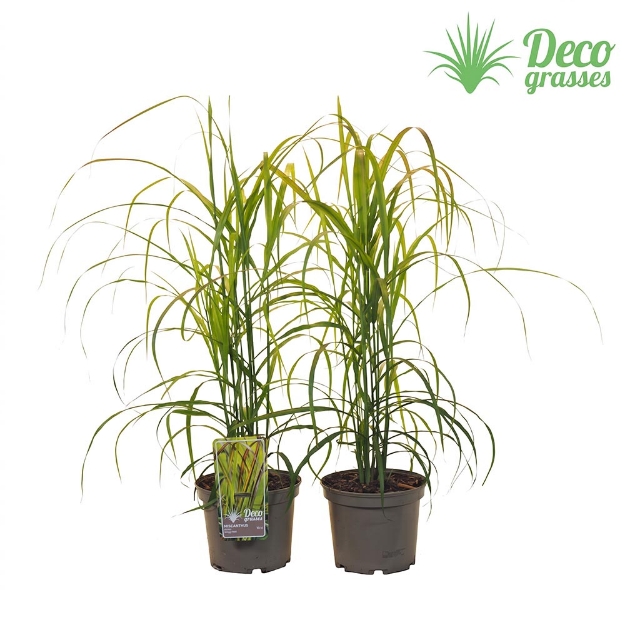 Image de Miscanthus sinensis 'Navajo'® - pot 19 cm