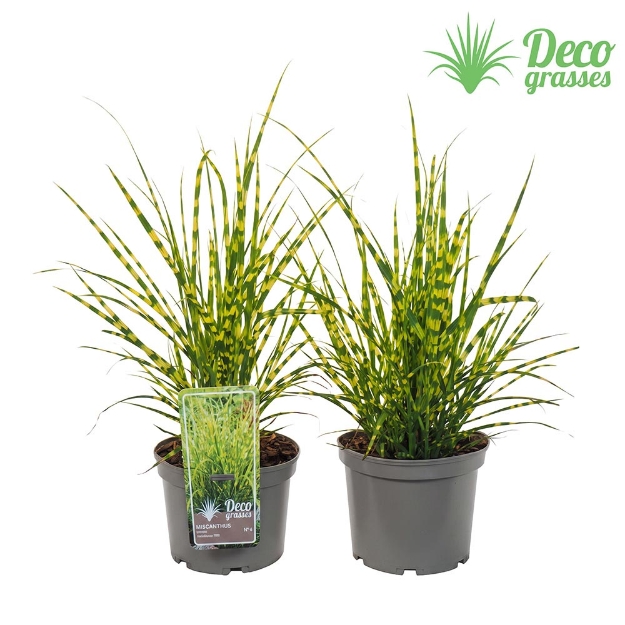 Image de Miscanthus sinensis 'Gold Breeze' - pot 19 cm