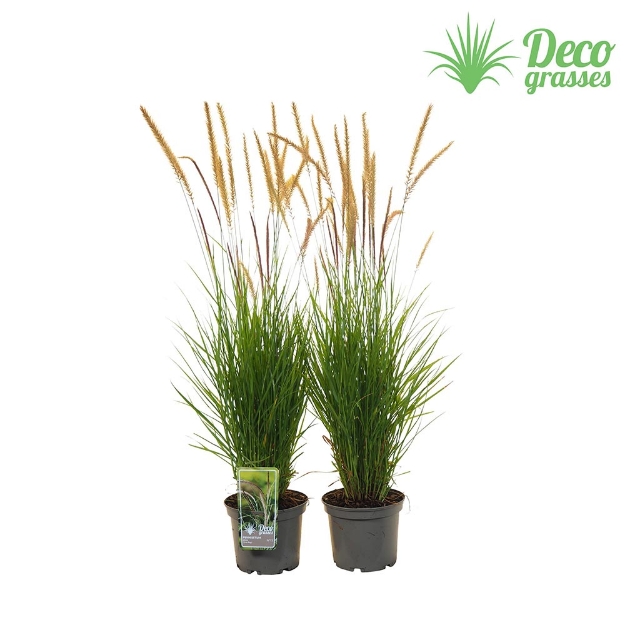 Image de Pennisetum x advena 'Green Magic'® - pot 19 cm