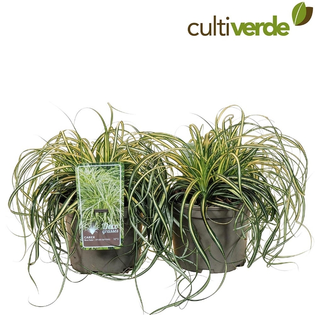 Image de Carex 'Moon Falls'® - pot 19 cm
