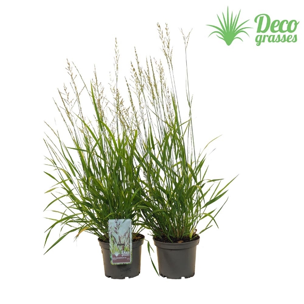 Image de Calamagrostis 'Cheju-Do' - pot 19 cm
