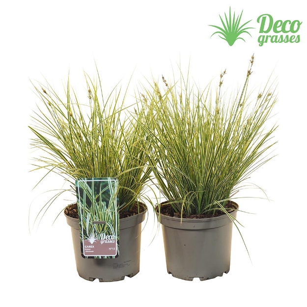 Image de Carex brunea 'Albolineata' - pot 19 cm