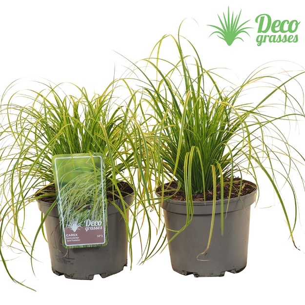 Image de Carex dolichostachya 'Gold Fountains' - pot 19 cm