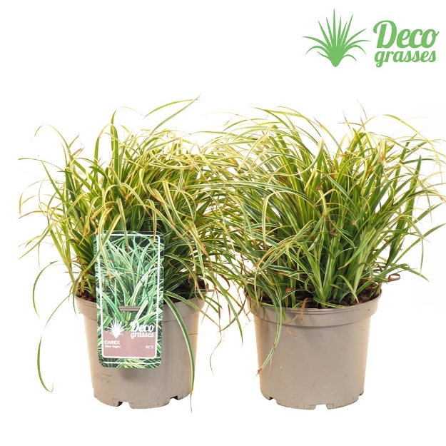 Image de Carex dolichostachya 'Silver Sceptre' - pot 19 cm