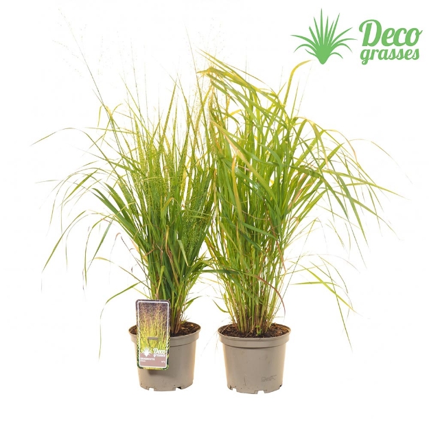 Image de Eragrostis trichodes - pot 19 cm