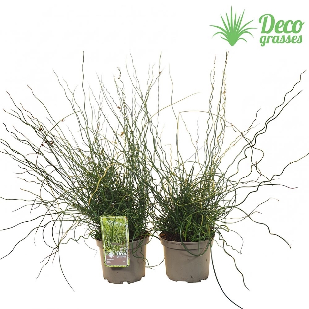 Image de Juncus inflexus 'Spiralis - pot 19 cm
