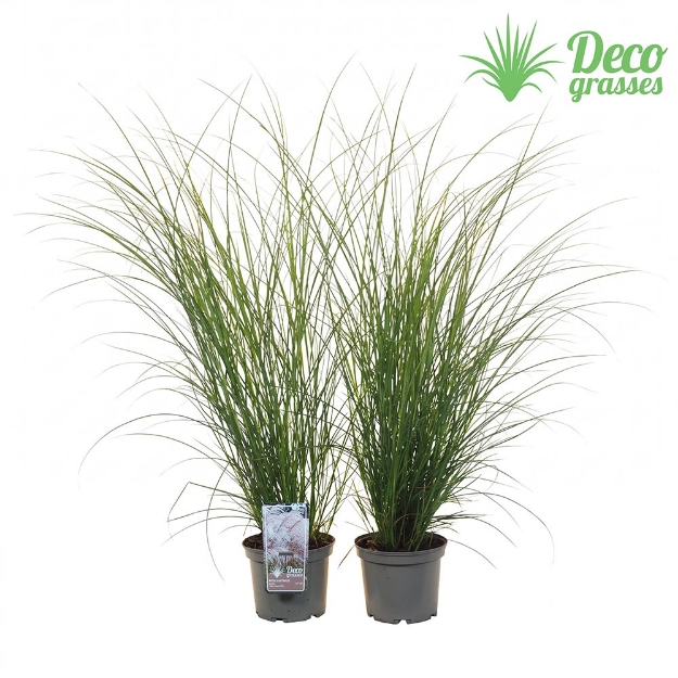 Image de Miscanthus sinensis 'Silver Charm'® - pot 19 cm