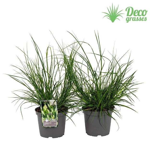 Image de Pennisetum alopecuroides 'Lady U'® - pot 19 cm