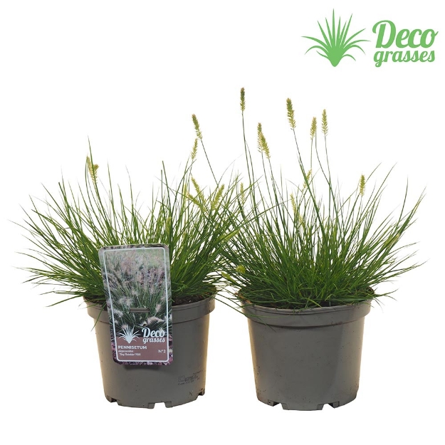 Image de Pennisetum alopecuroides 'Tiny Twinkler'® - pot 19 cm