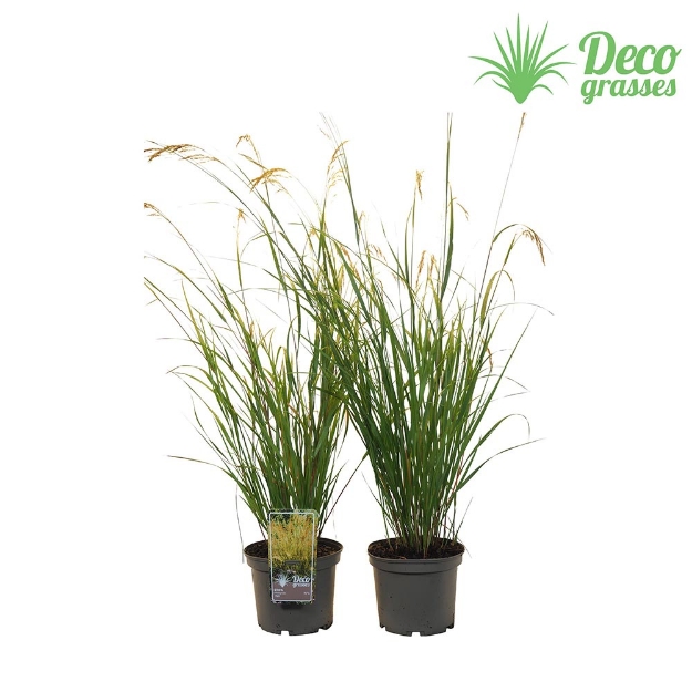 Image de Stipa calamagrostis 'Aligäu' - pot 19 cm