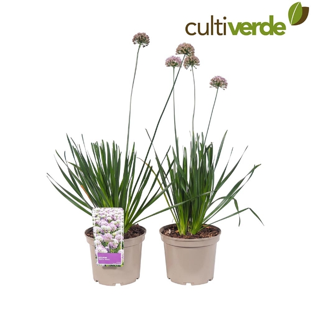 Image de Allium x hybrida 'Summer Beauty'® - pot 19 cm