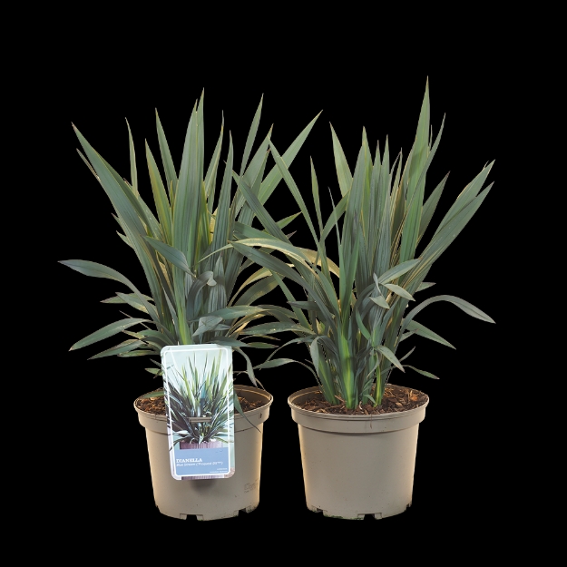 Image de Dianella revoluta 'Blue Stream'® - pot 19 cm