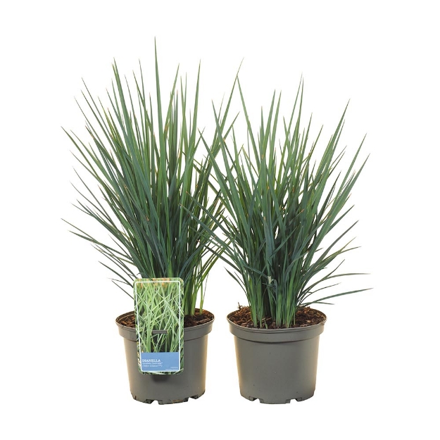 Image de Dianella revoluta 'Coolvista'® - pot 19 cm