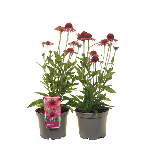 Image de Echinacea x hybrida 'Delicious Candy'® - pot 19 cm