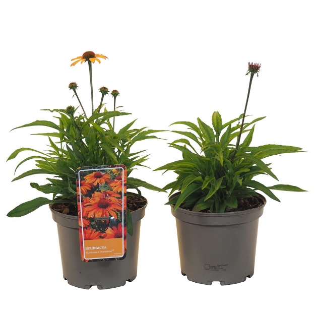 Image de Echinacea purpurea 'Sunsneekers™ Clemintine' - pot 19 cm