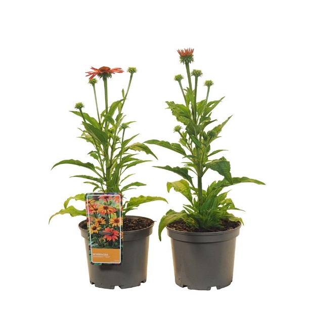 Image de Echinacea purpurea 'Sunseekers™ Coral' - pot 19 cm